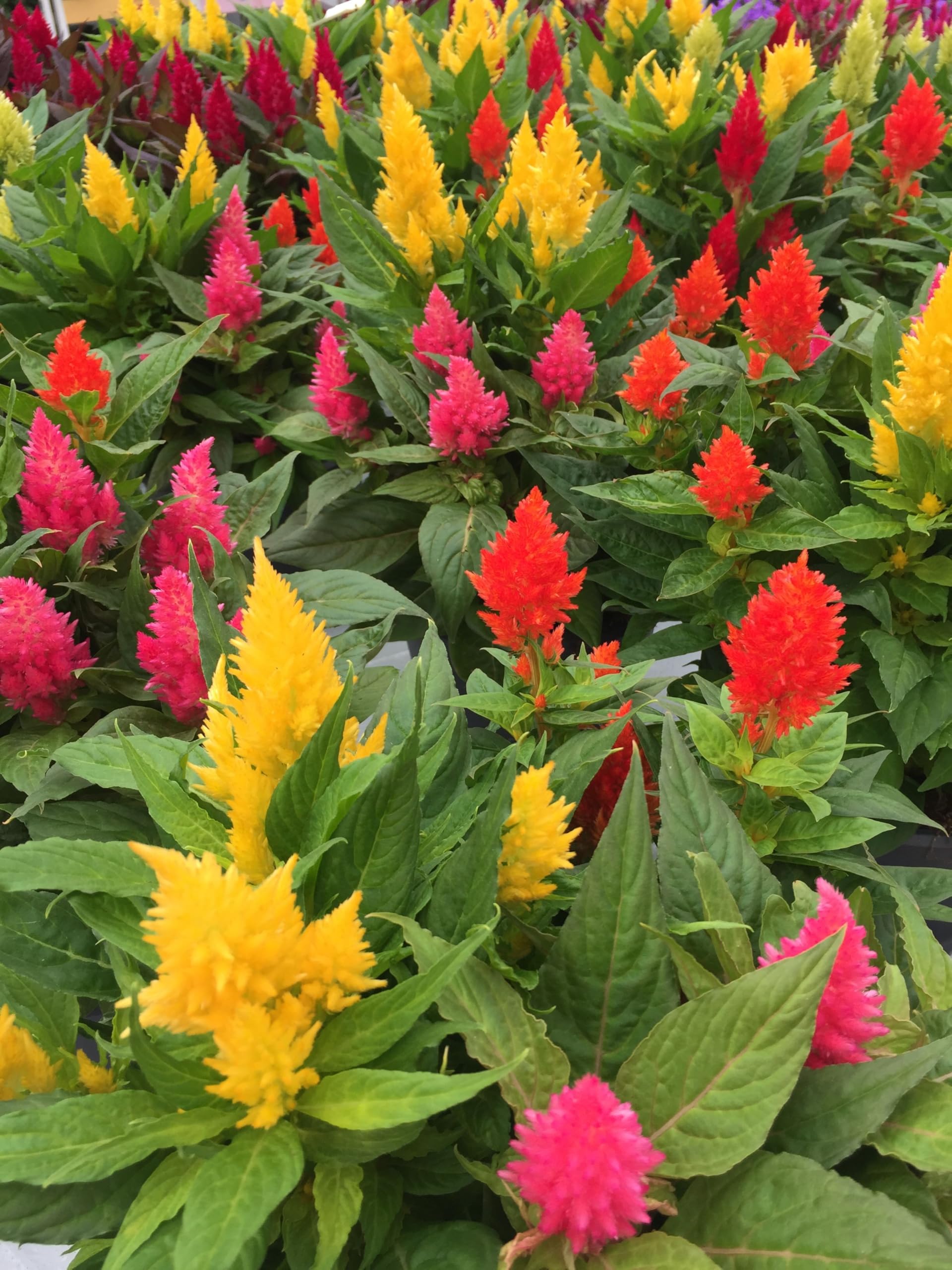 Celosia Celosia argentea for planting in container garden