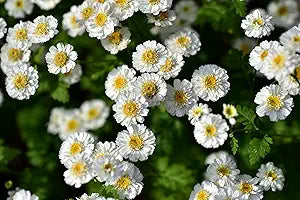 Feverfew seeds for growing medicinal herb plants