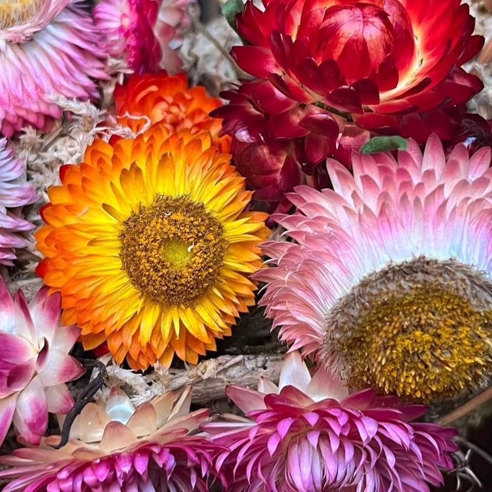 Helichrysum bracteatum strawflower mixed flower seeds
