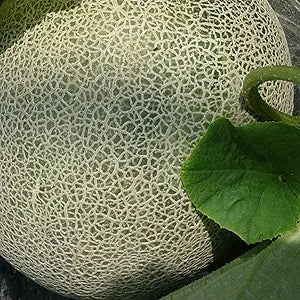 Ichiba Kouji Melon Cucumis melo for planting in garden