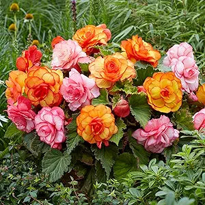 Mixed Begonia Seeds for Vibrant Balcony Gardens