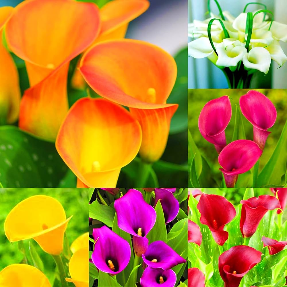 Calla Lily Zantedeschia spp. for planting in water garden