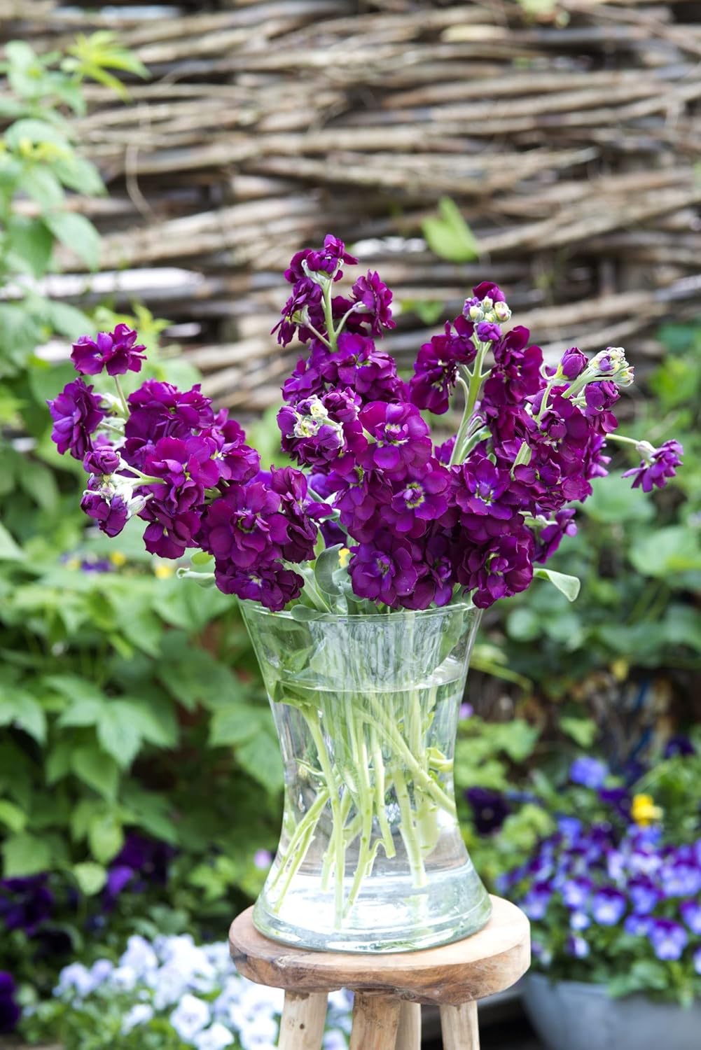 Matthiola Incana Deep Purple Flower seeds for Planting - Garden Favorite, Heirloom & GMO Free Seeds for Home Garden
 
 Sale seeds for planting in home garden