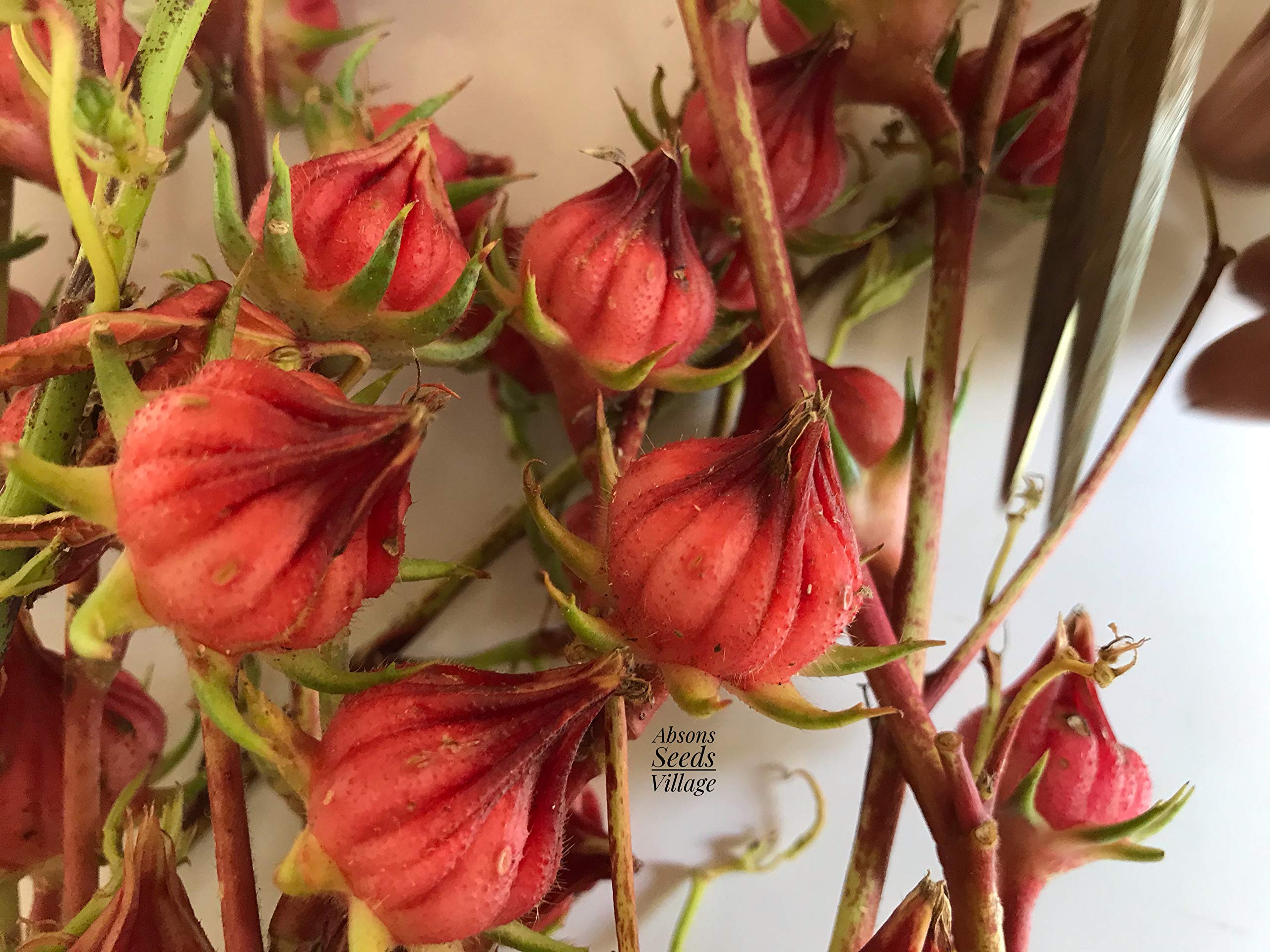 Hibiscus Sabdariffa Hibiscus sabdariffa for planting in herbal garden