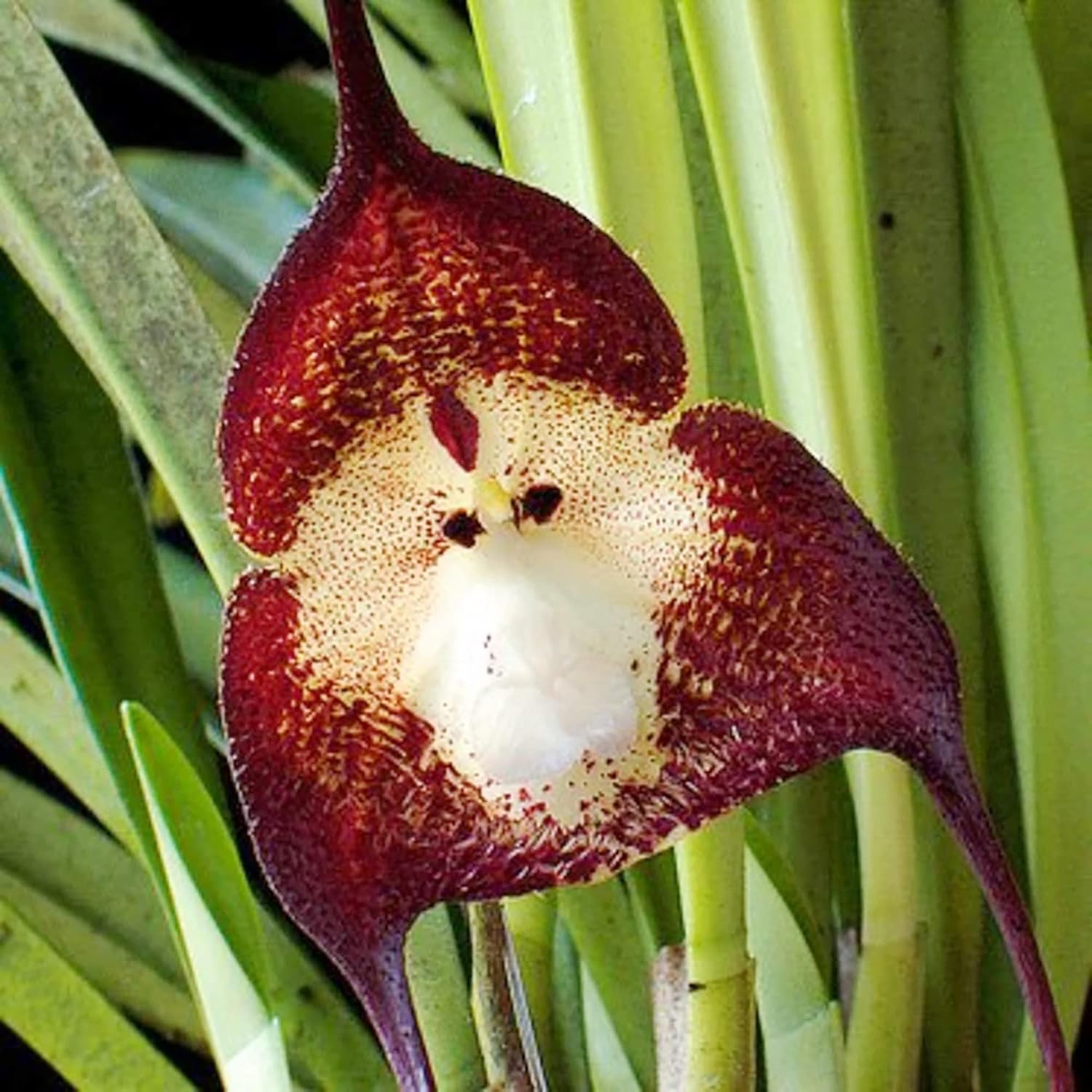 Simia Buy Monkey Face Orchid Seeds - Dracula Simia, Fragrant Perennial Non ...