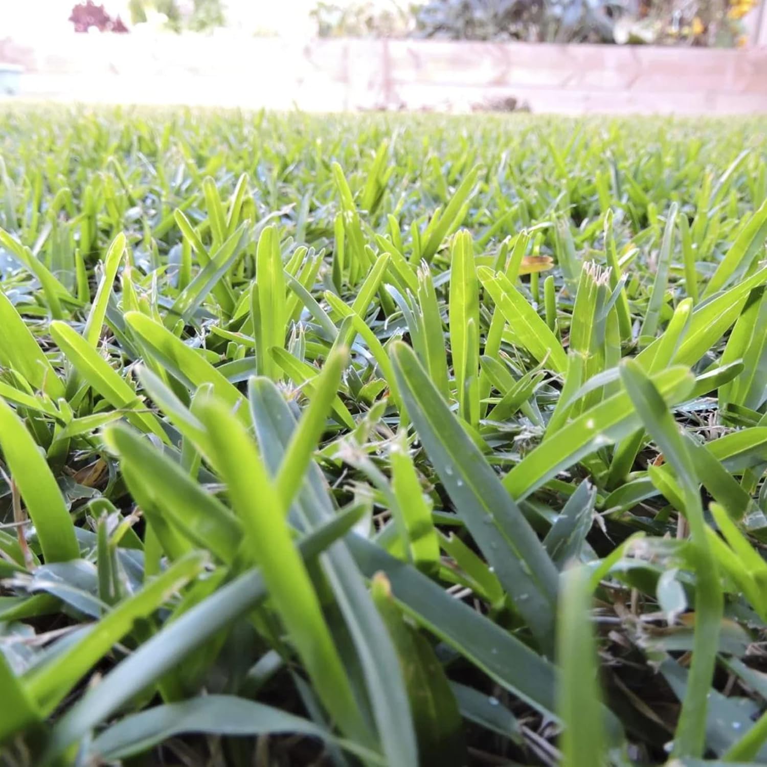 Buffalo Grass Seeds Bouteloua Dactyloides Warm-Season Perennial Low Growing Dense Fine-Textured