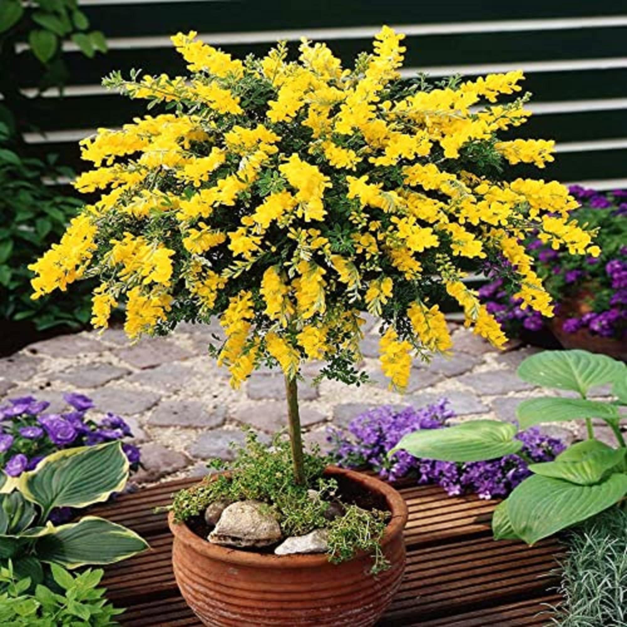 Yellow Wisteria Tree Seeds Planting Golden Flower