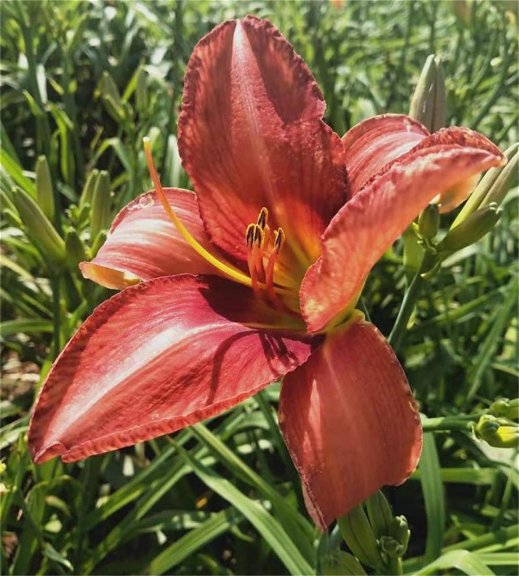 Daylily Hemerocallis for planting in flower bed