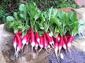 French Breakfast Radish seeds for quick-growing radishes