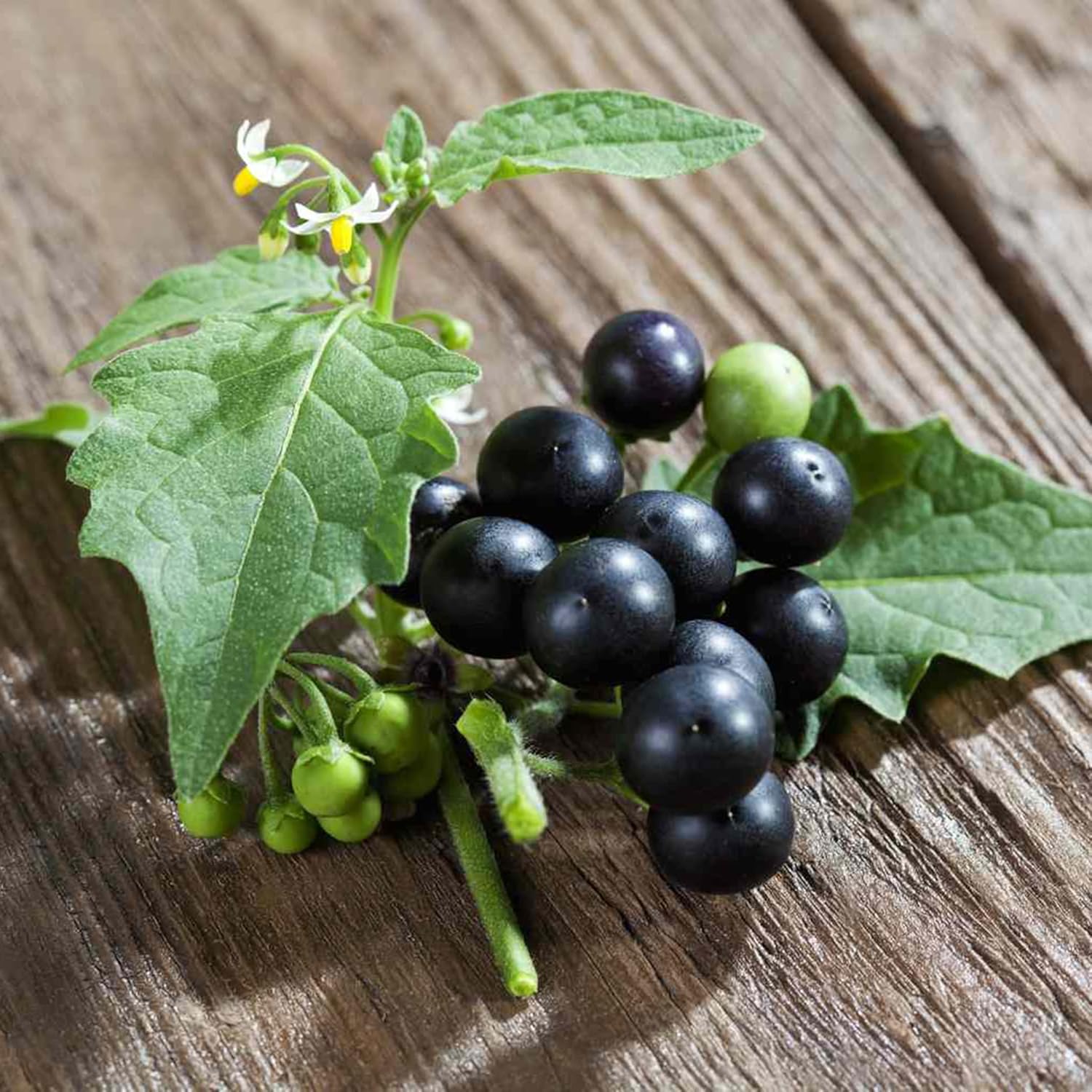 Black Nightshade Seeds Solanum Nigrum Annual Perennial Edible Low Maintenance Patio Garden Bed