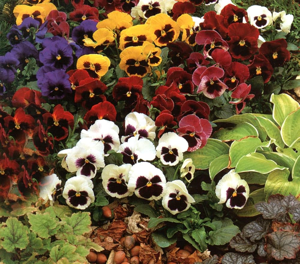 Sunburst Pansy Panola Flower Seeds for colorful garden flowers