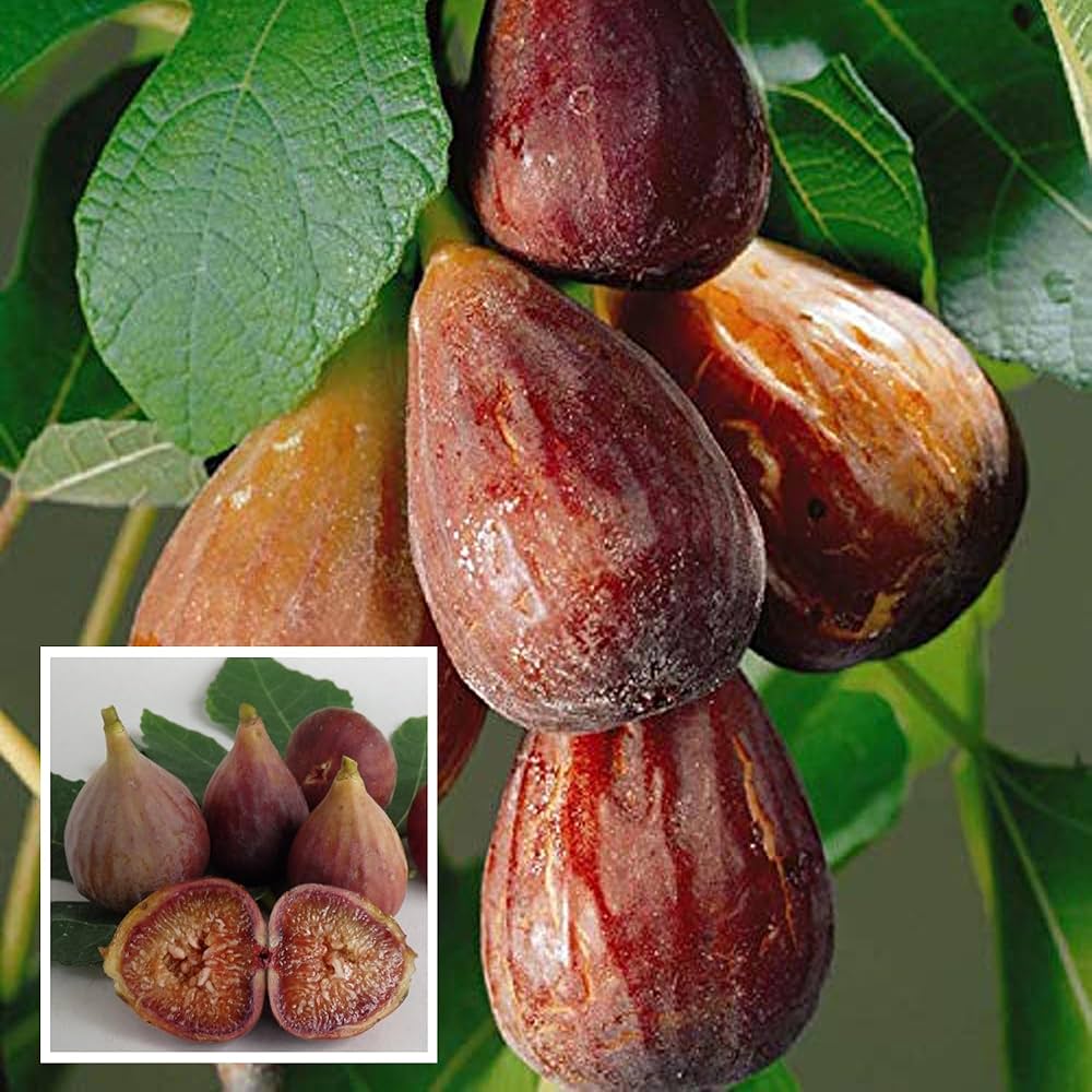 Brown Turkey Fig Ficus carica for planting in edible garden