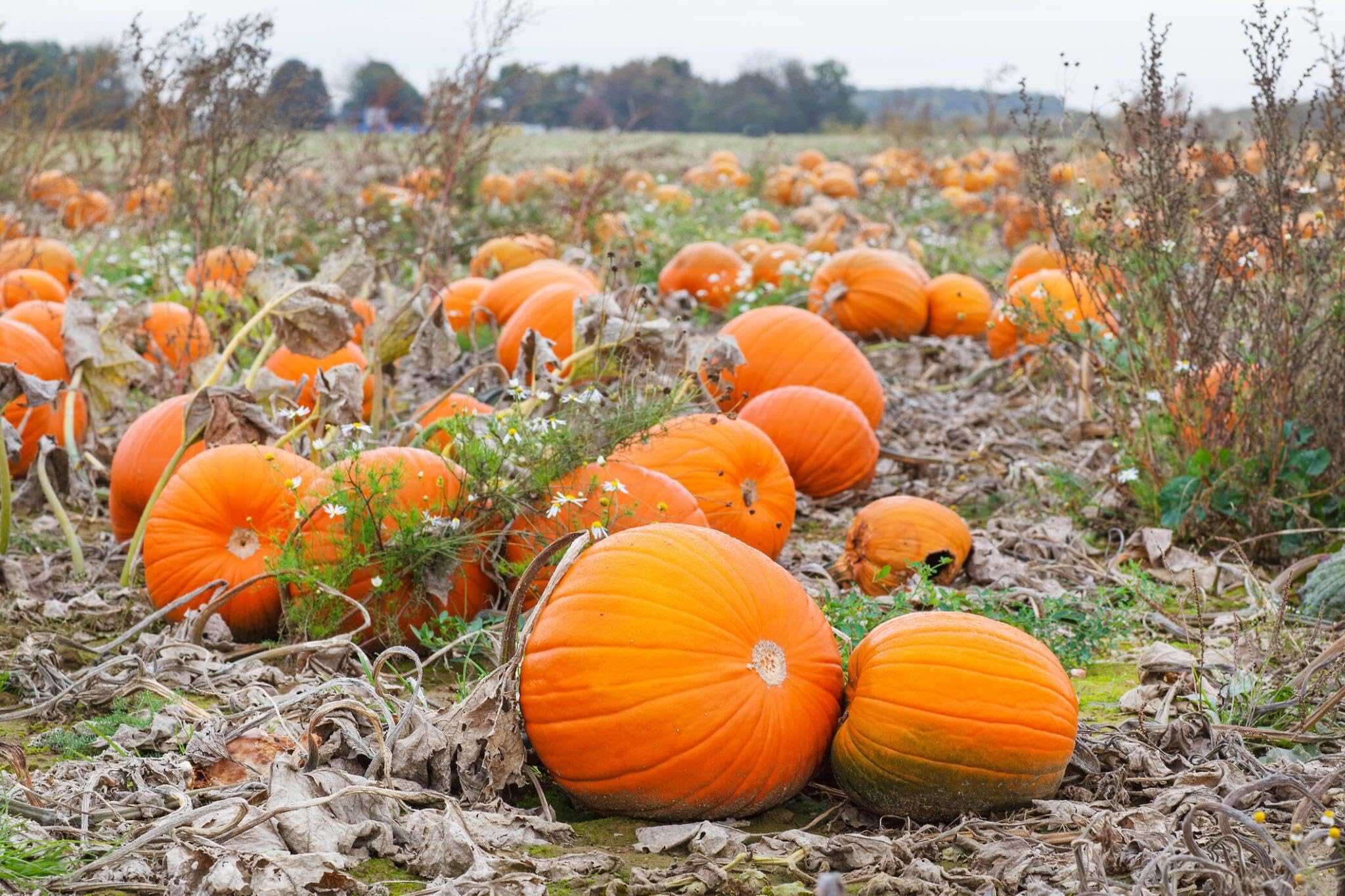 Giant Pumpkin Cucurbita maxima for planting in vegetable patch