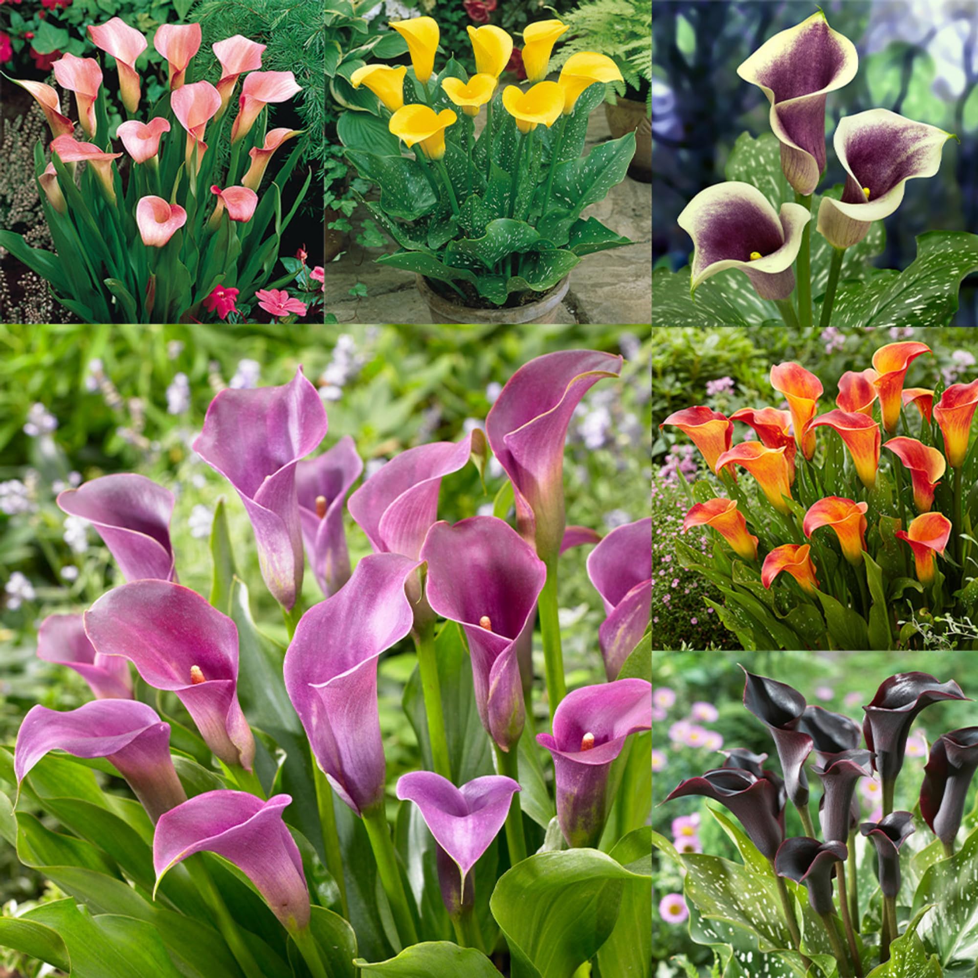 Calla Lilly Zantedeschia spp for planting in flower bed