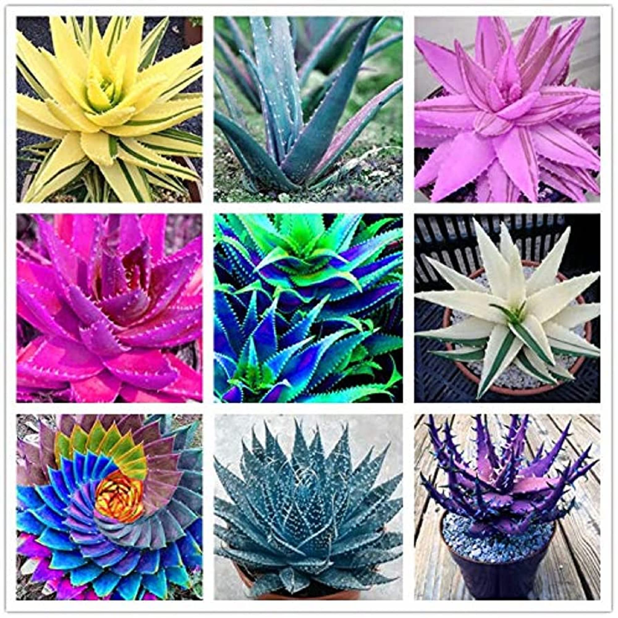 Mixed Color Aloe Vera Seeds For Planting - Grow Your Own Nutritious