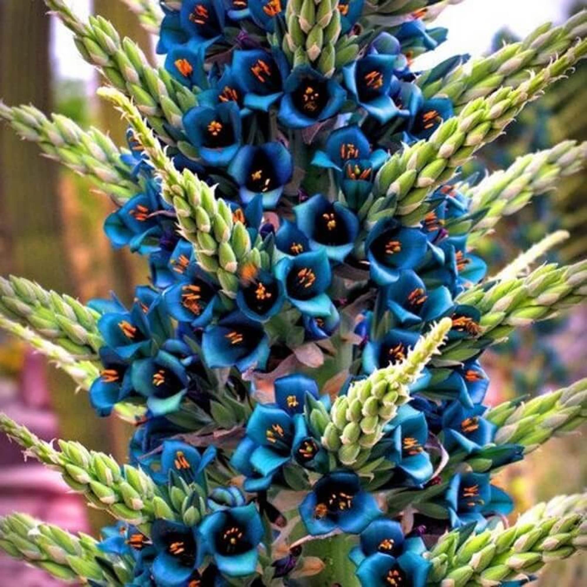 Violet Sapphire Tower Plant Seeds - Elegant And Exotic Flowering For Lush Garden Planting Flower