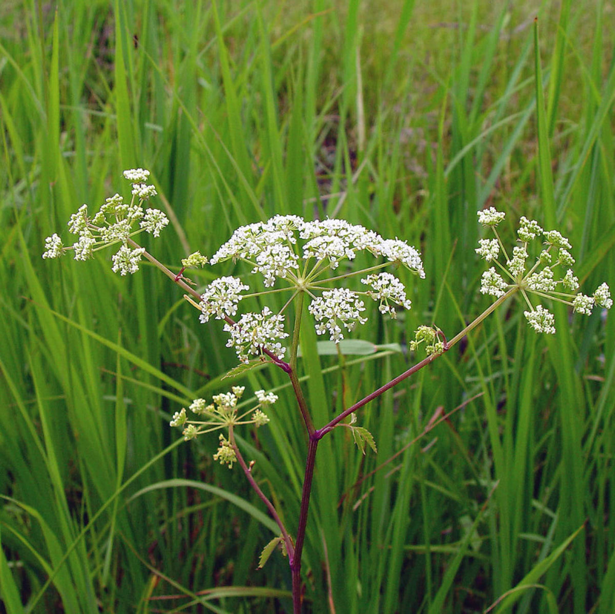 Cicuta Maculata Flower seeds for Planting - Premium Quality, Heirloom & GMO Free Seeds for Home Garden
 
 Sale for planting in home garden.