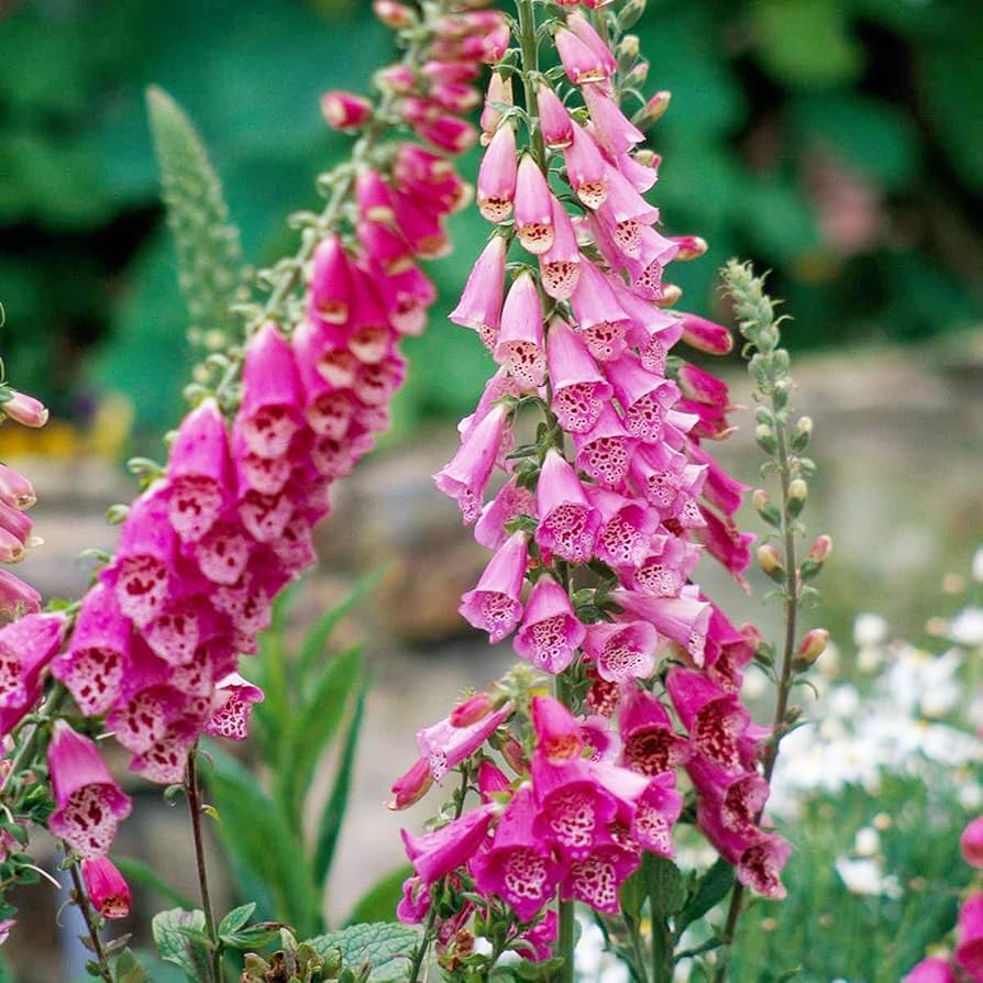 Foxglove Digitalis purpurea for planting in flower bed