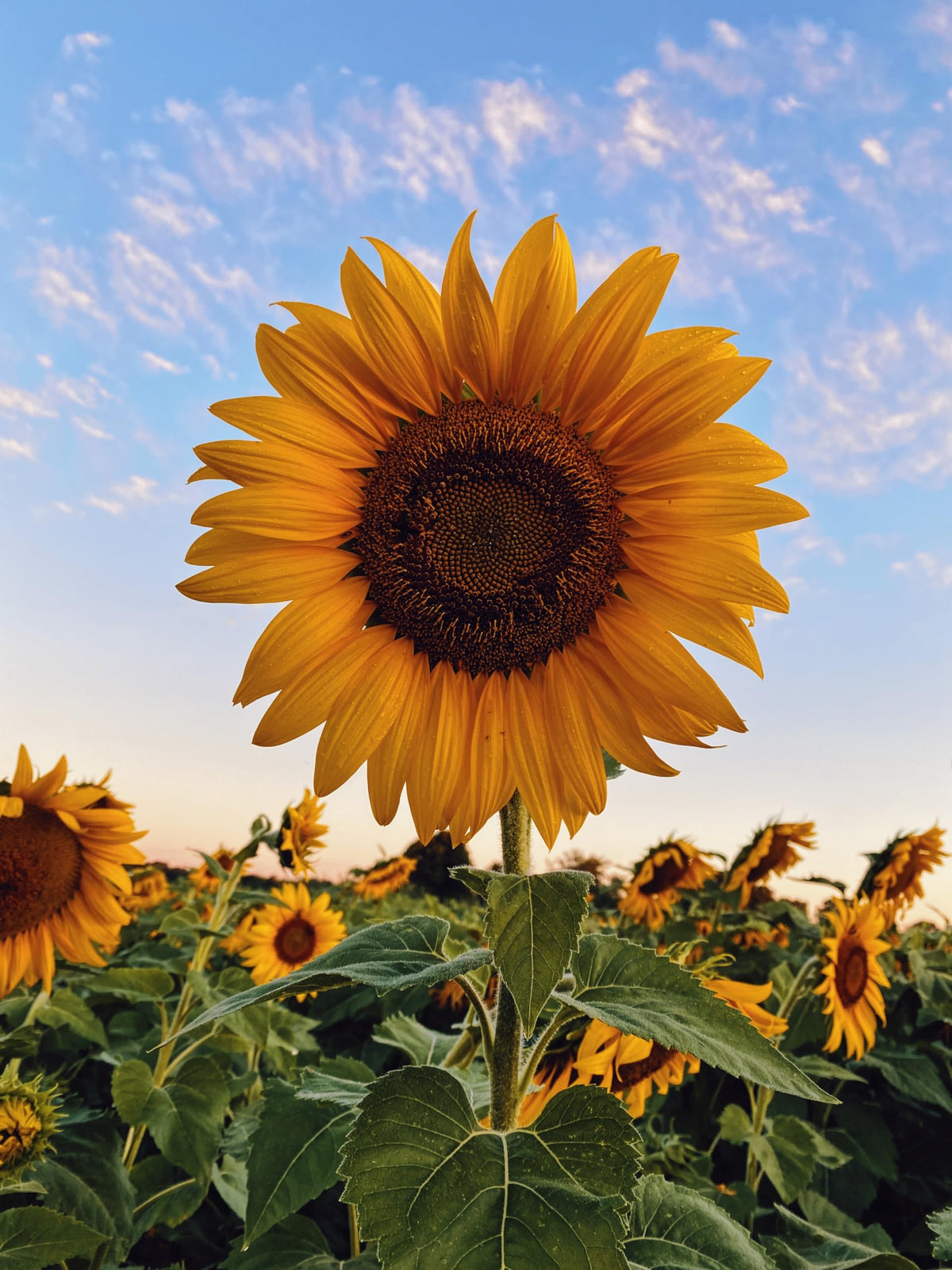 Sunflower Flower seeds for Planting - Bright Blooms, Heirloom & GMO Free Seeds for Home Garden
 
 Sale for planting in home garden.