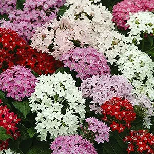 Mixed Pentas Pentas lanceolata for planting in flower bed