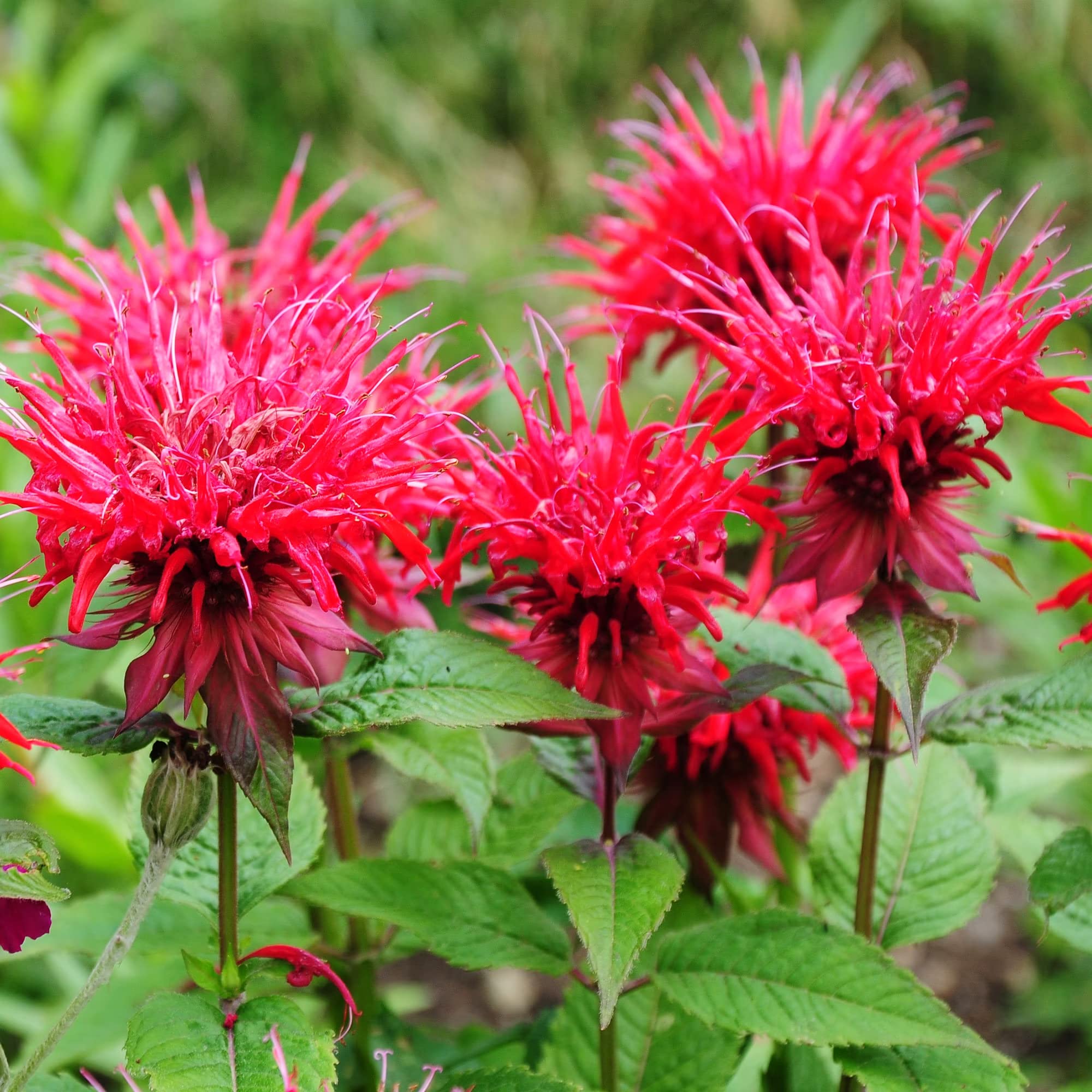 Bergamot Monarda Didyma Monarda didyma for planting in herb garden