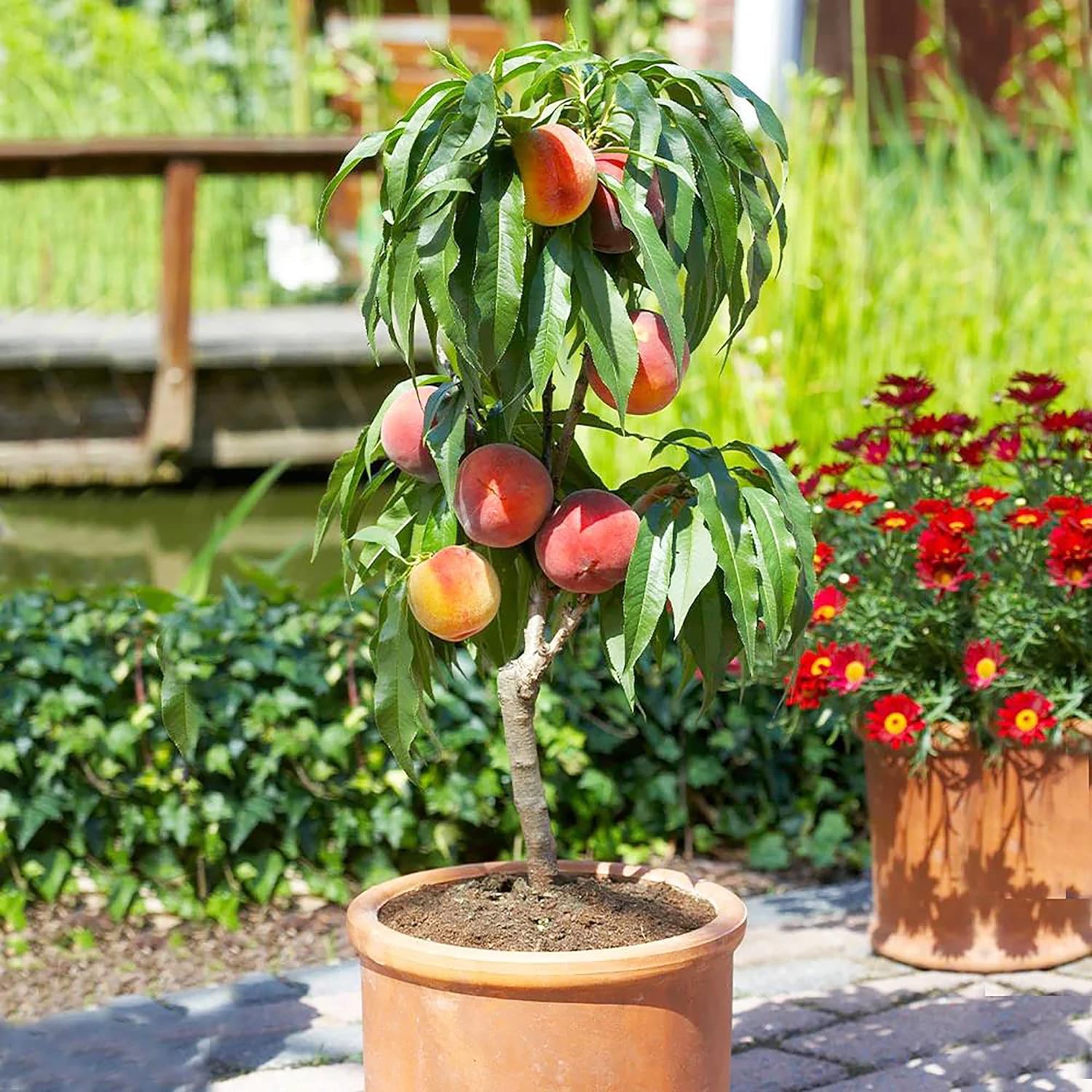 Dwarf Peach Tree Seeds Gmo Free Fruits Seed For Small Gardens Patios Balconies And Even Indoor