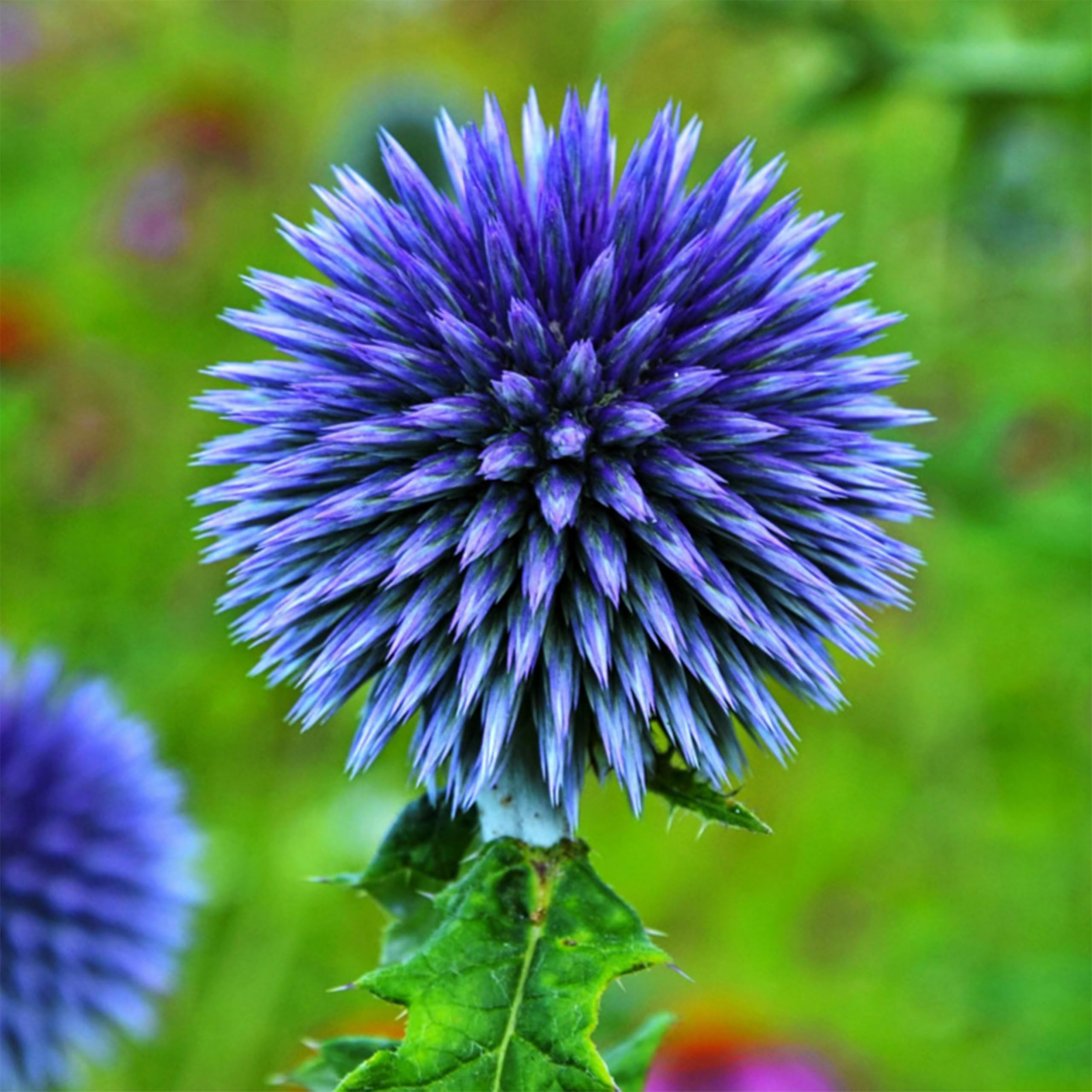 Blue Globe Thistle Echinops Ritro Seeds for planting in flower bed