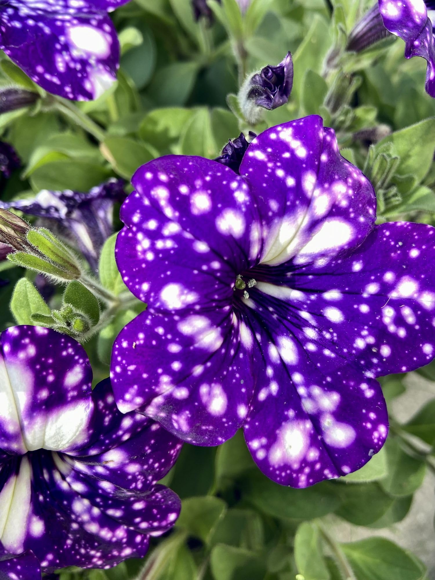 Petunia Petunia spp. Seeds for planting in flower bed