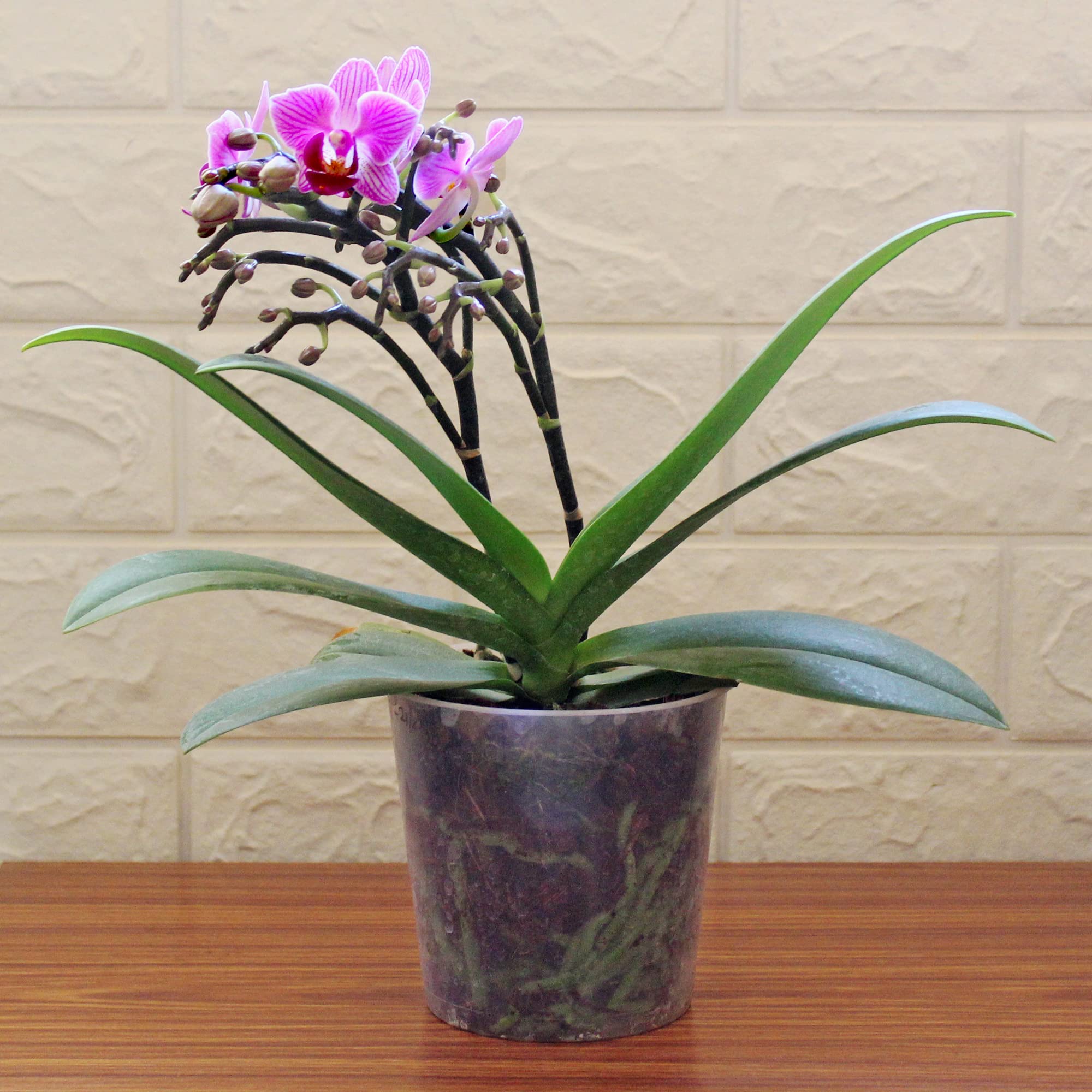 Mixed Orchid Orchidaceae Seeds for planting in indoor garden