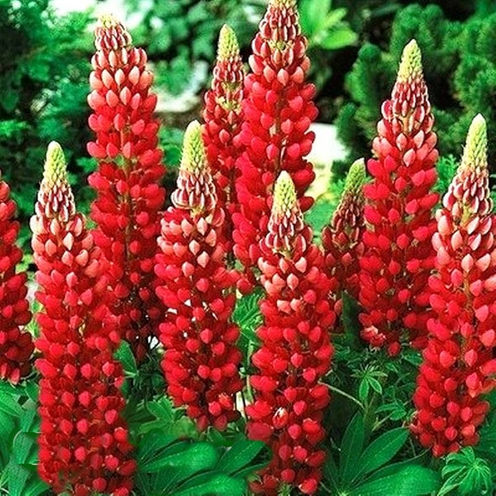 Red Lupin Flower seeds for Planting - Drought Tolerant, Heirloom & GMO Free Seeds for Home Garden
 
 Sale seeds for planting in home garden