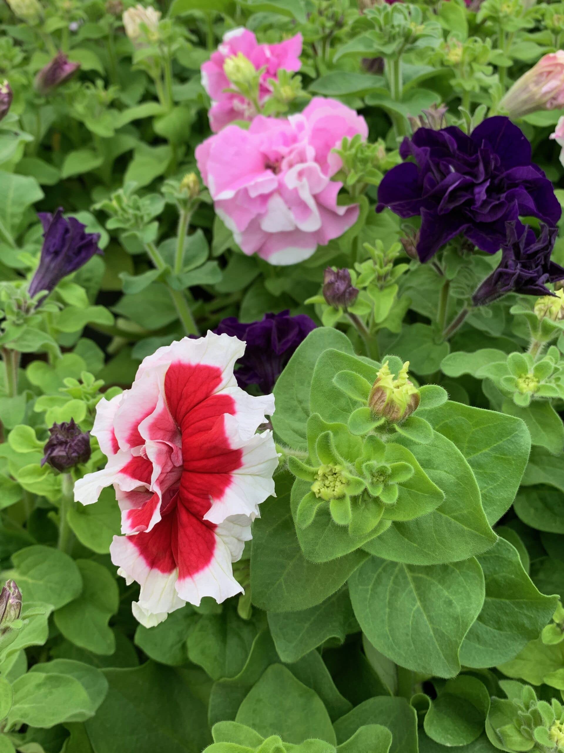 Tritunia Rose Star Petunia seeds for stunning rose blooms