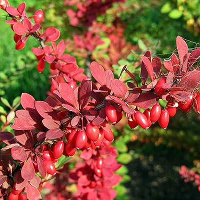 Red Pyracantha Fortuneana Flower seeds for Planting - Colorful Display, Heirloom & GMO Free Seeds for Home Garden
 
 Sale seeds for home garden