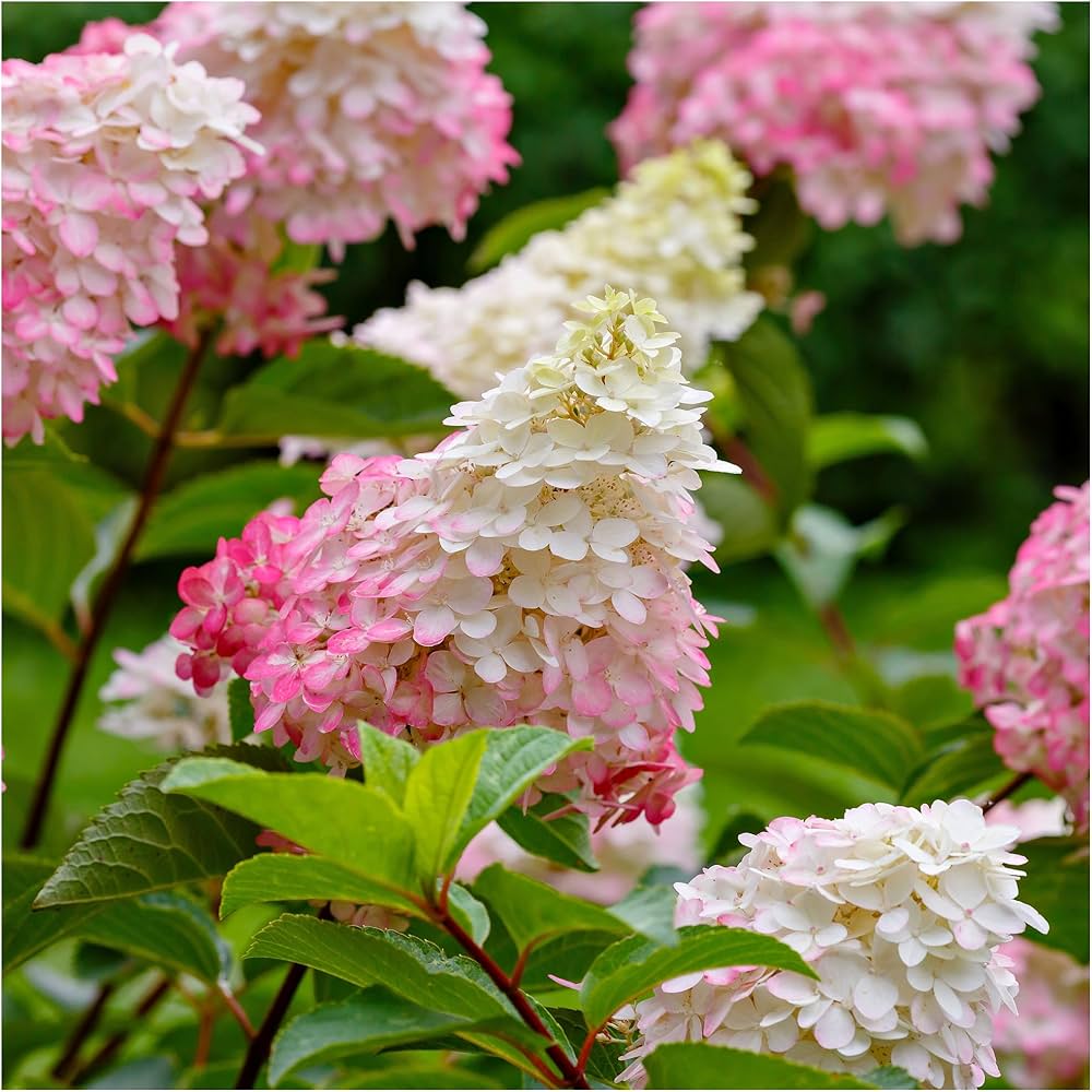 White Pink Hydrangea Flower seeds for Planting Low Maintenance Heirloom & GMO Free Seeds for Home Garden 
 
 Sale seeds for home garden planting