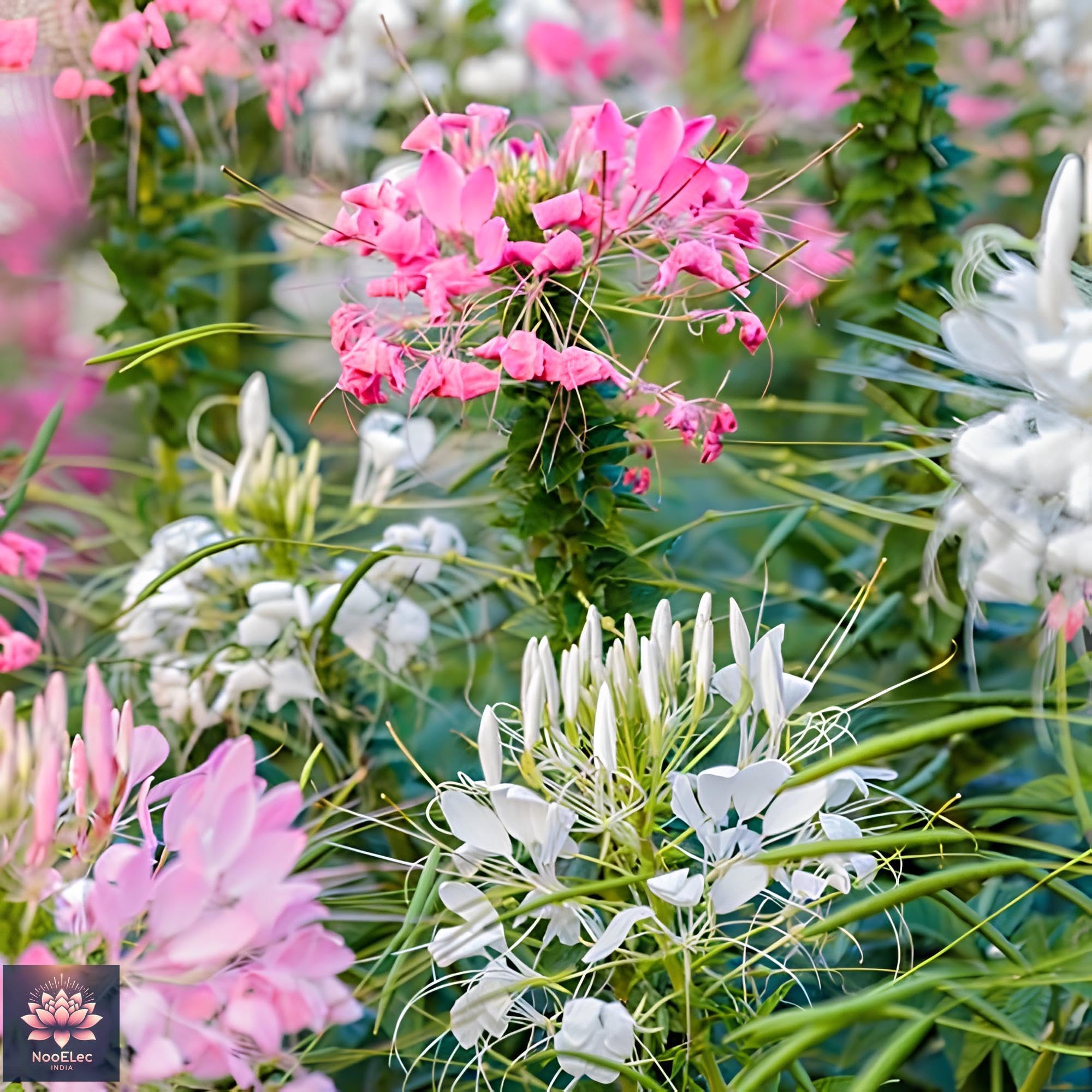 Cleome Cleome hassleriana for planting in flower bed