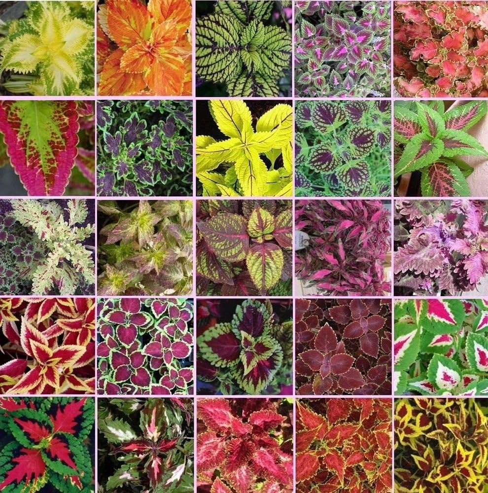 Coleus Blumei Rainbow Mix Seeds Beautiful Foliage Eye Catching Best Selling