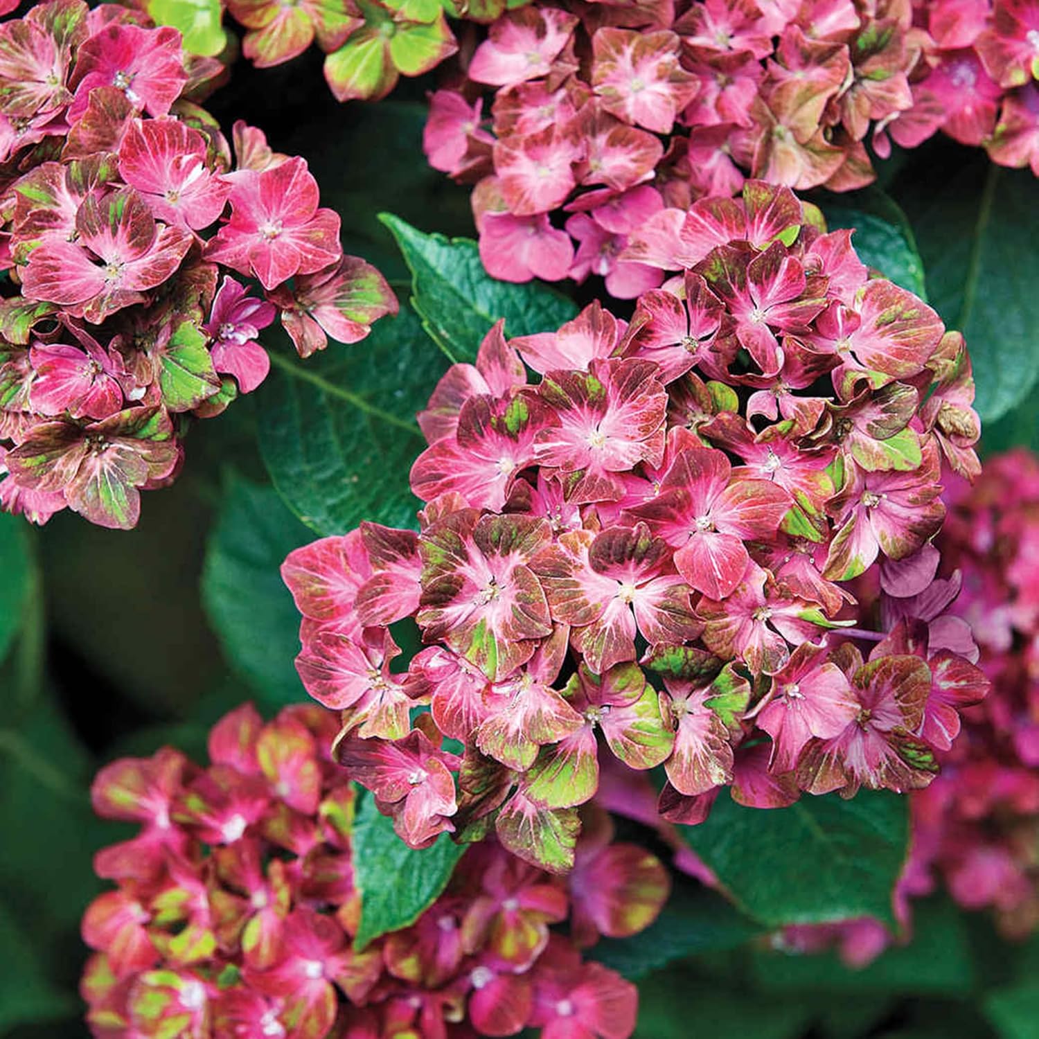 Pistachio Hydrangea Seeds Deciduous Hardy Ornamental Plant Drought Tolerant Cut Flowers Fast