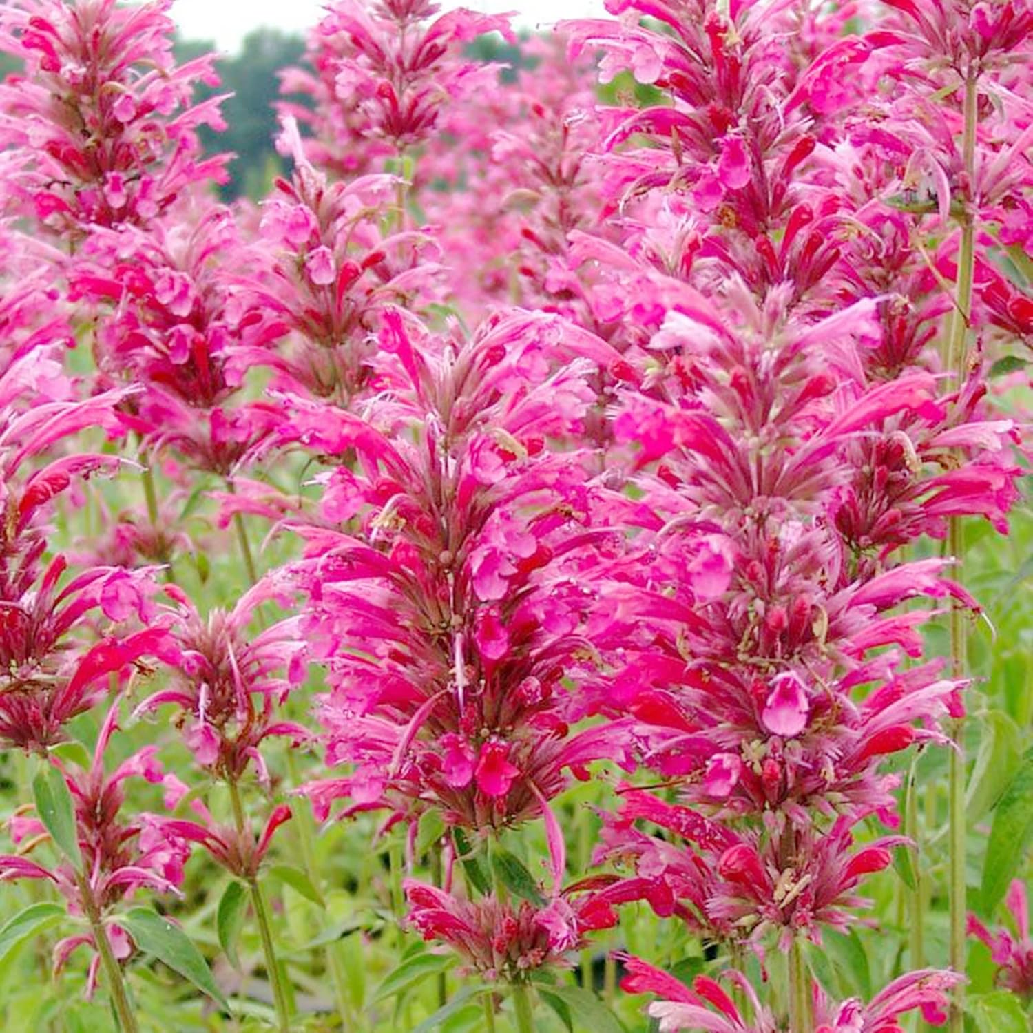 Hummingbird Mint Seeds Agastache Heather Queen Fragrant Deer & Drought Resistant Attracts