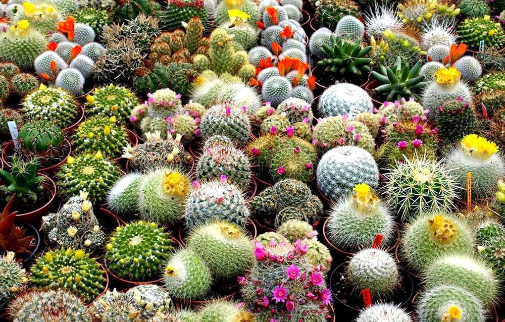 Spiny Caterpillar Plant Cactaceae for planting in garden