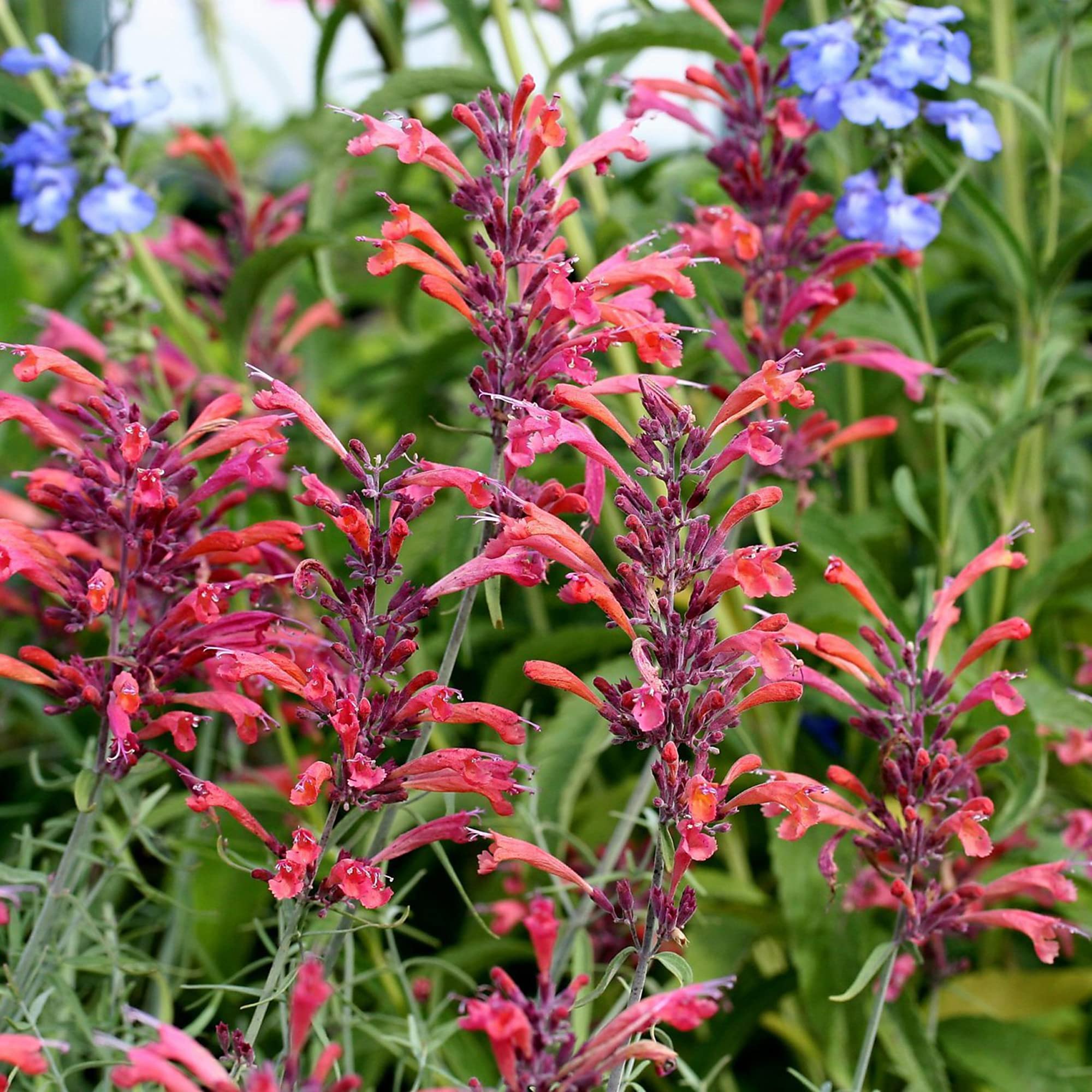 Hummingbird Mint Agastache spp. for planting in pollinator garden