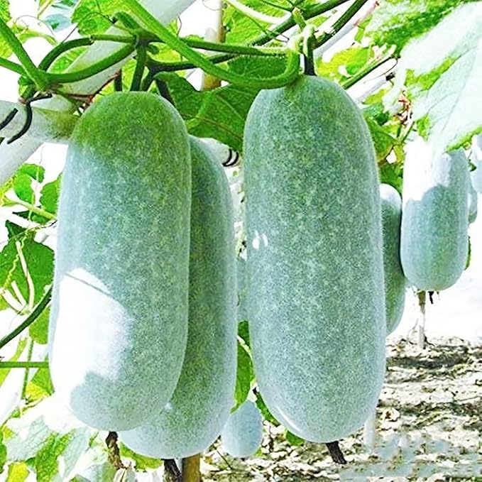 Winter Melon Wax Gourd Vegetable Seeds For Sweet Harvests - Seed Thriving Growth And Delicious