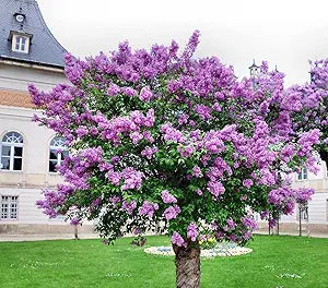 Syringa Lilac Syringa spp for planting in garden