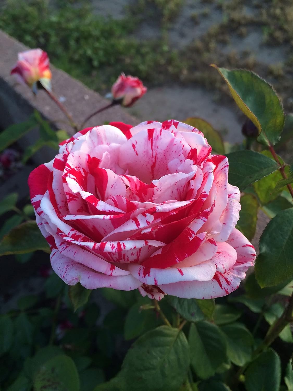 White Pink Rose Flower seeds for Planting - Cottage Garden Essential, Heirloom & GMO Free Seeds for Home Garden
 
 Sale seeds for planting in home garden