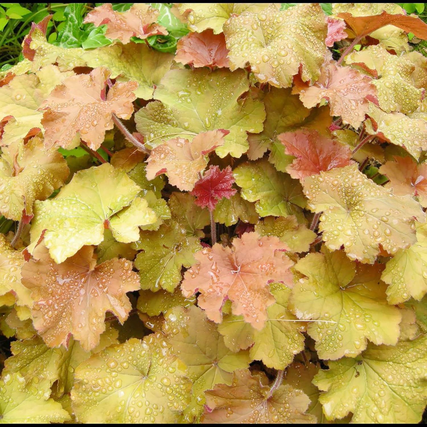 Shop Best Selling Seeds At SeedFella Top Picks For Your Garden shop-best-selling-seeds-at-seedfella-top-picks-for-your-garden