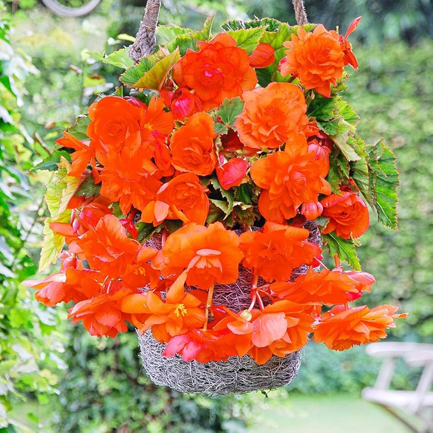 Orange Gloxinia Flower seeds for Planting - Long Bloom Season, Heirloom & GMO Free Seeds for Home Garden
 
 Sale seeds for planting in home garden