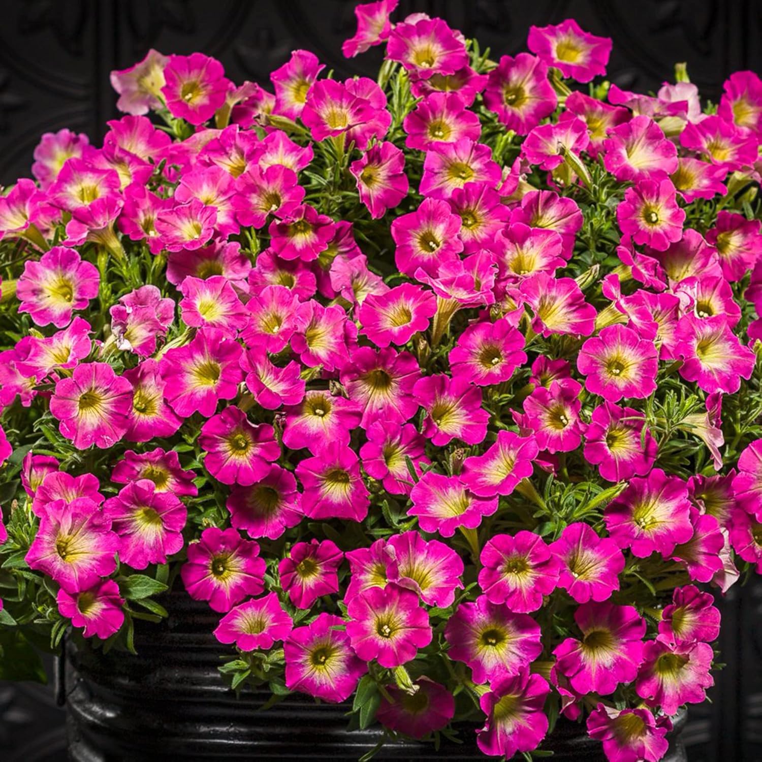 Petunia ’Supertunia Daybreak Charm’ Seeds Showy Flowers Drought Tolerant Attract Hummingbirds