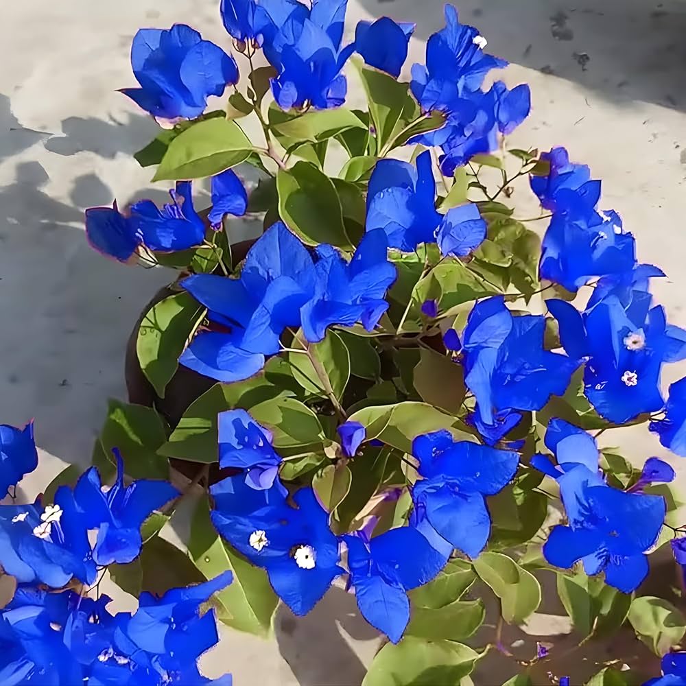 Blue Bougainvillea Bougainvillea spp. Seeds for planting in vertical garden