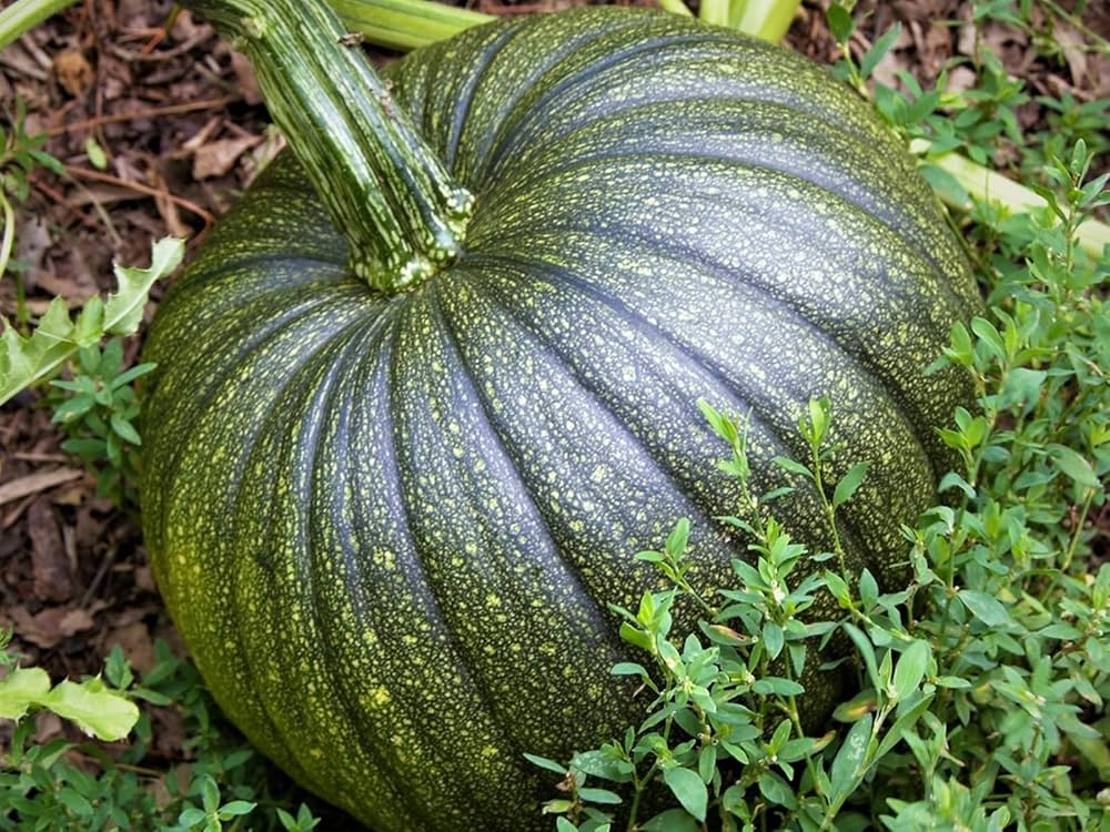 Apple Pumpkin Cucurbita pepo for planting in backyard garden