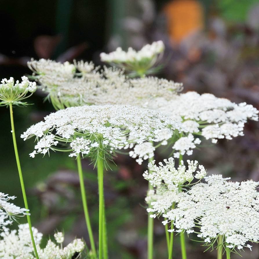 Queen Anne's Lace Daucus carota for planting in flower bed