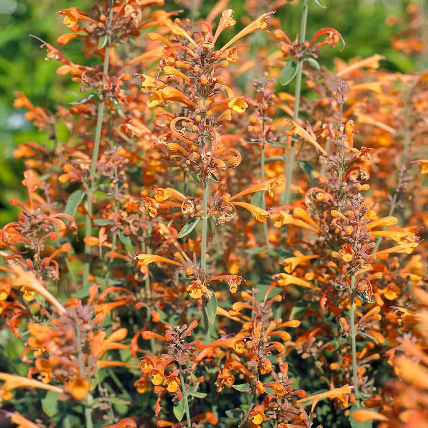 Orange Agastache Hyssop Seeds Aurantiaca Perennial Herbaceous Fragrant Attract Bees & Butterflies