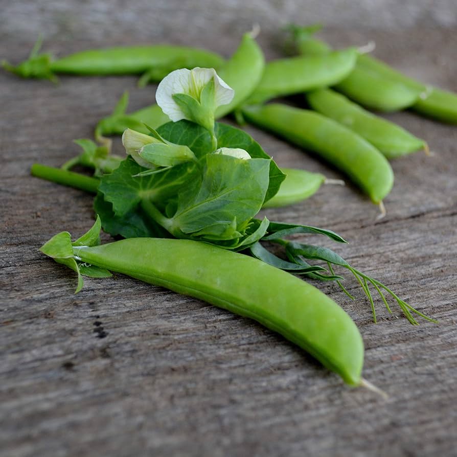 Sugar Ann Snap Peas Pisum sativum for planting in vegetable patch